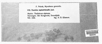 Puccinia septentrionalis image